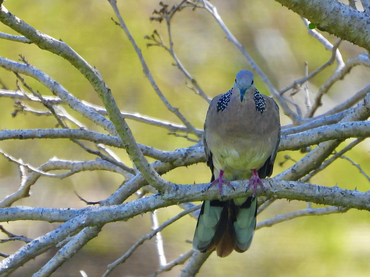 Spotted Dove - ML646329637