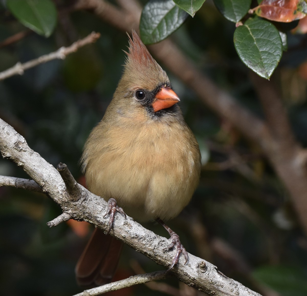Northern Cardinal - ML646329638