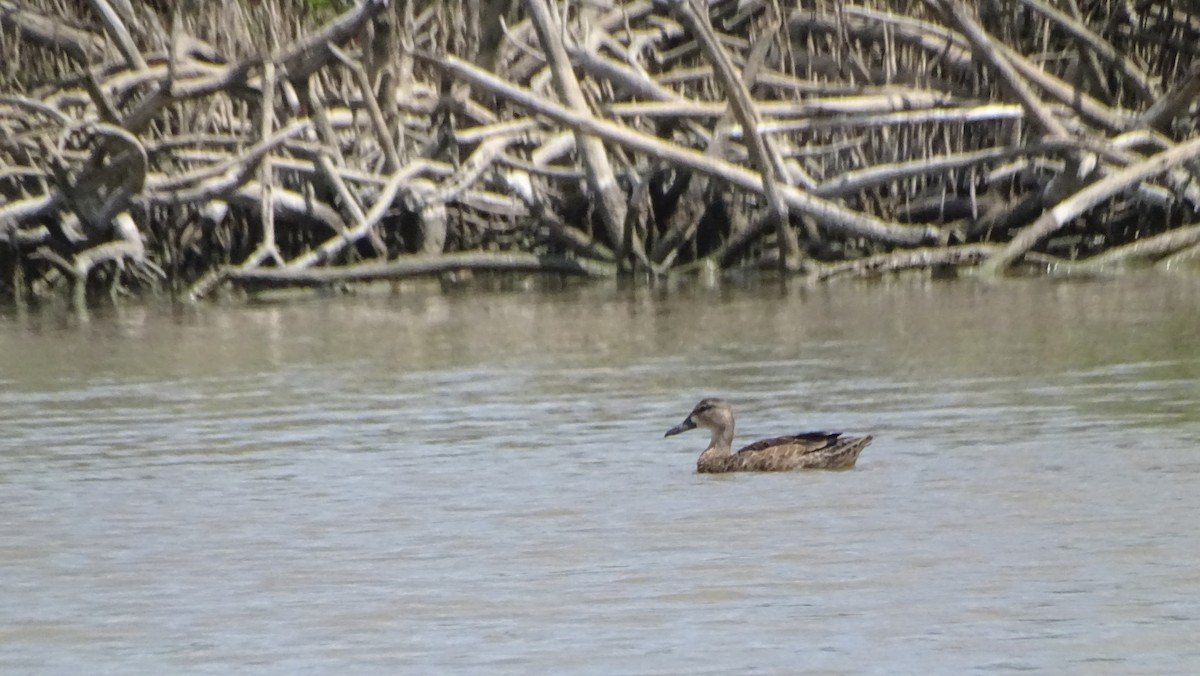 Blauflügelente - ML646329640