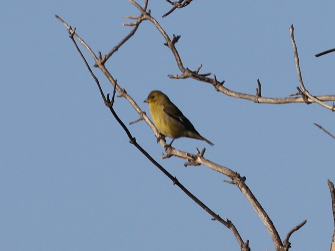 Lesser Goldfinch - ML646329641