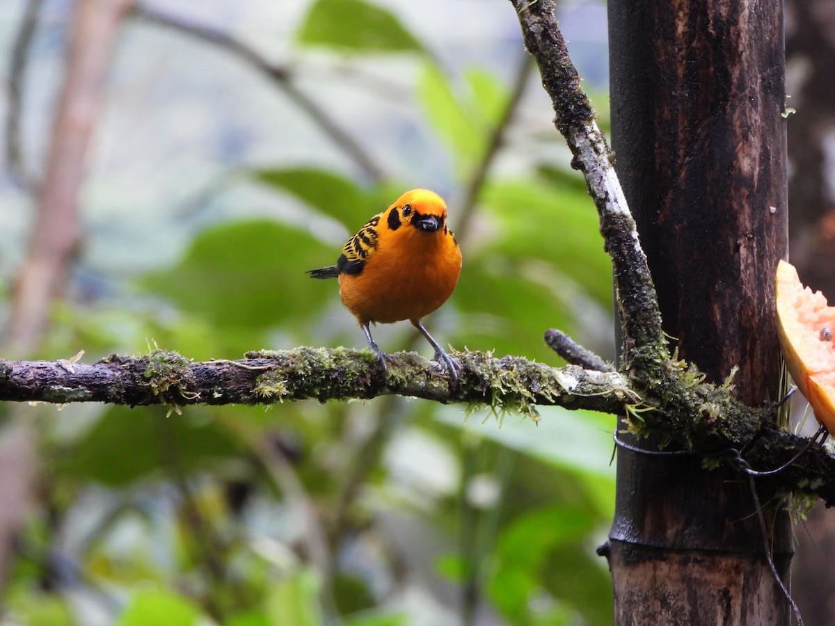 Golden Tanager - ML646329645