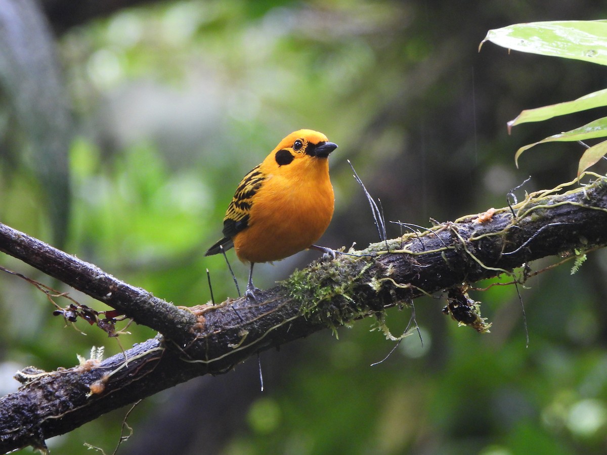 Golden Tanager - ML646329646