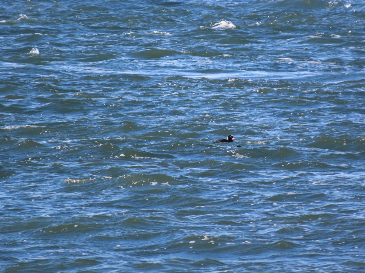 Yamalı Ördek - ML646329648