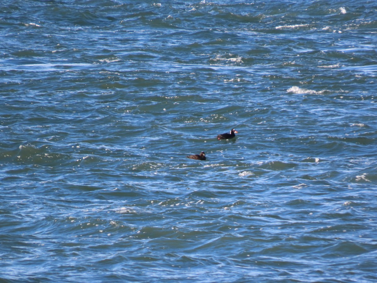 Yamalı Ördek - ML646329649