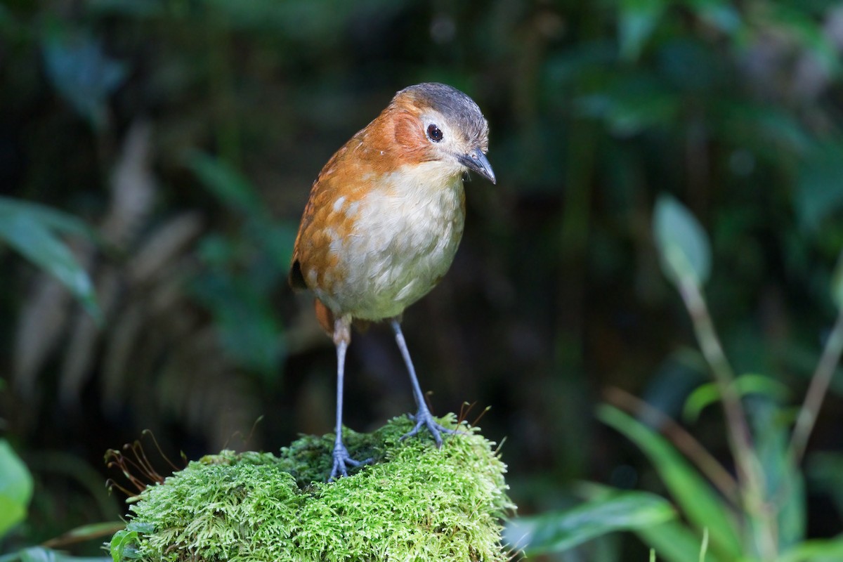 Rusty-tinged Antpitta - ML646329652