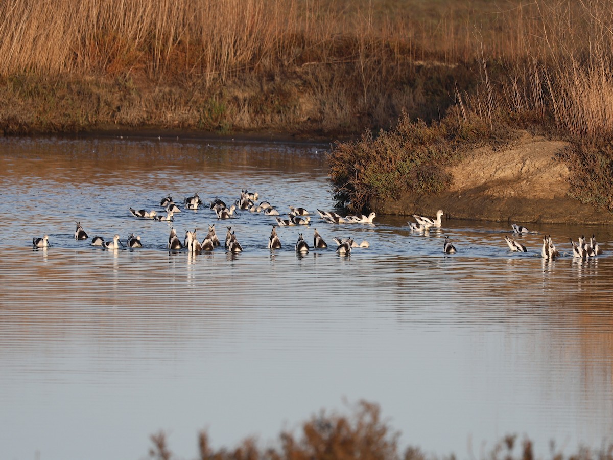 American Avocet - ML646329659