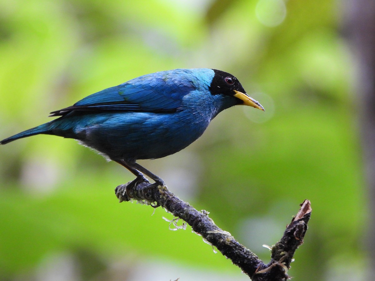 Green Honeycreeper - ML646329661