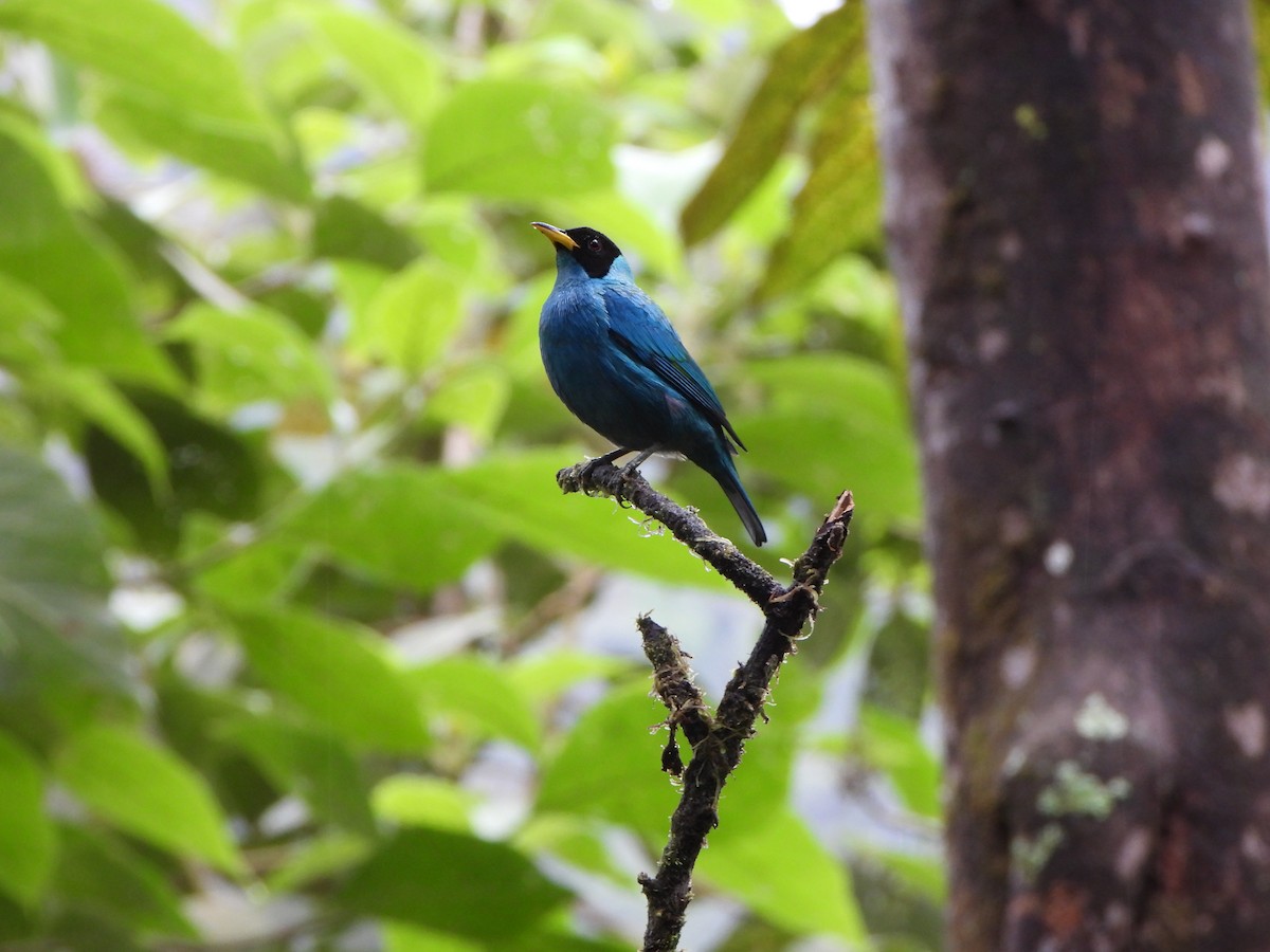 Green Honeycreeper - ML646329662