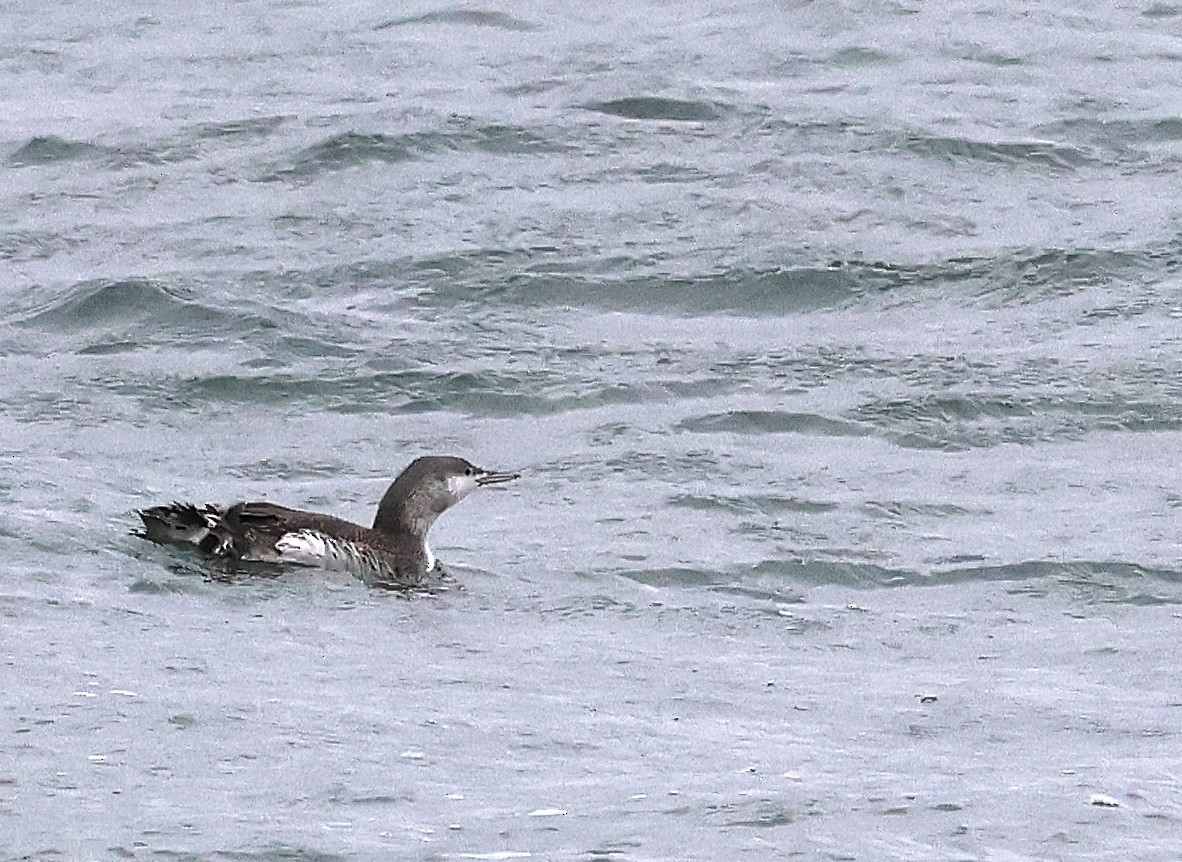 Plongeon catmarin - ML646329670