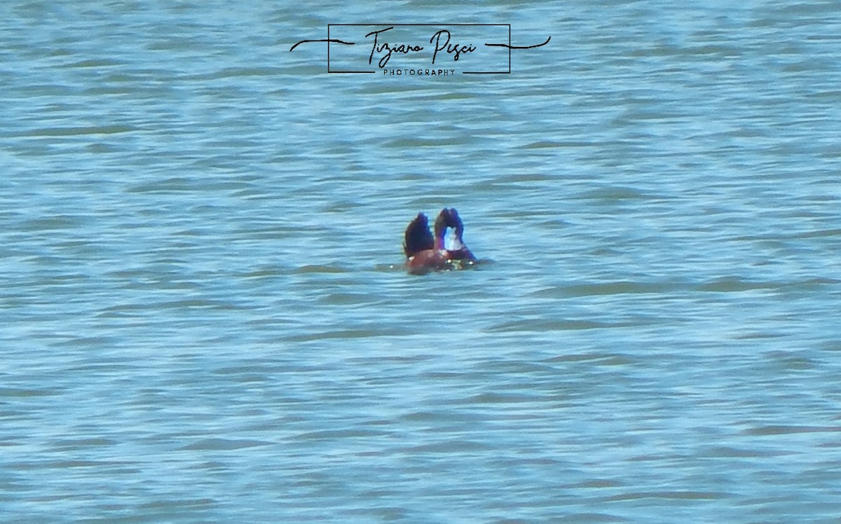 Andean Duck - ML646329671