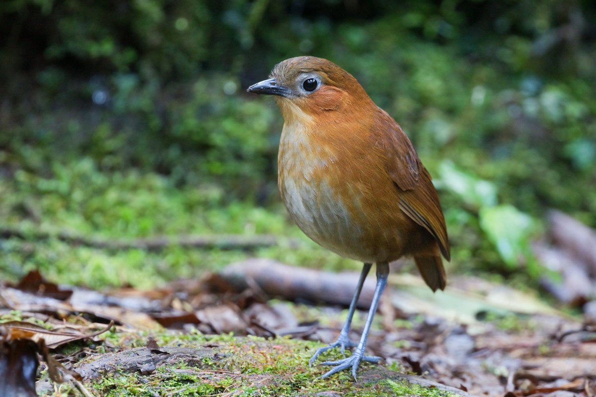 Rusty-tinged Antpitta - ML646329672