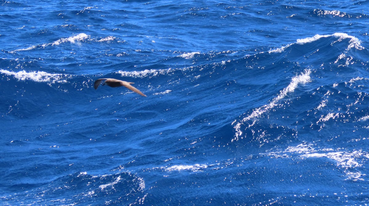 Тайфунник північний - ML646329674