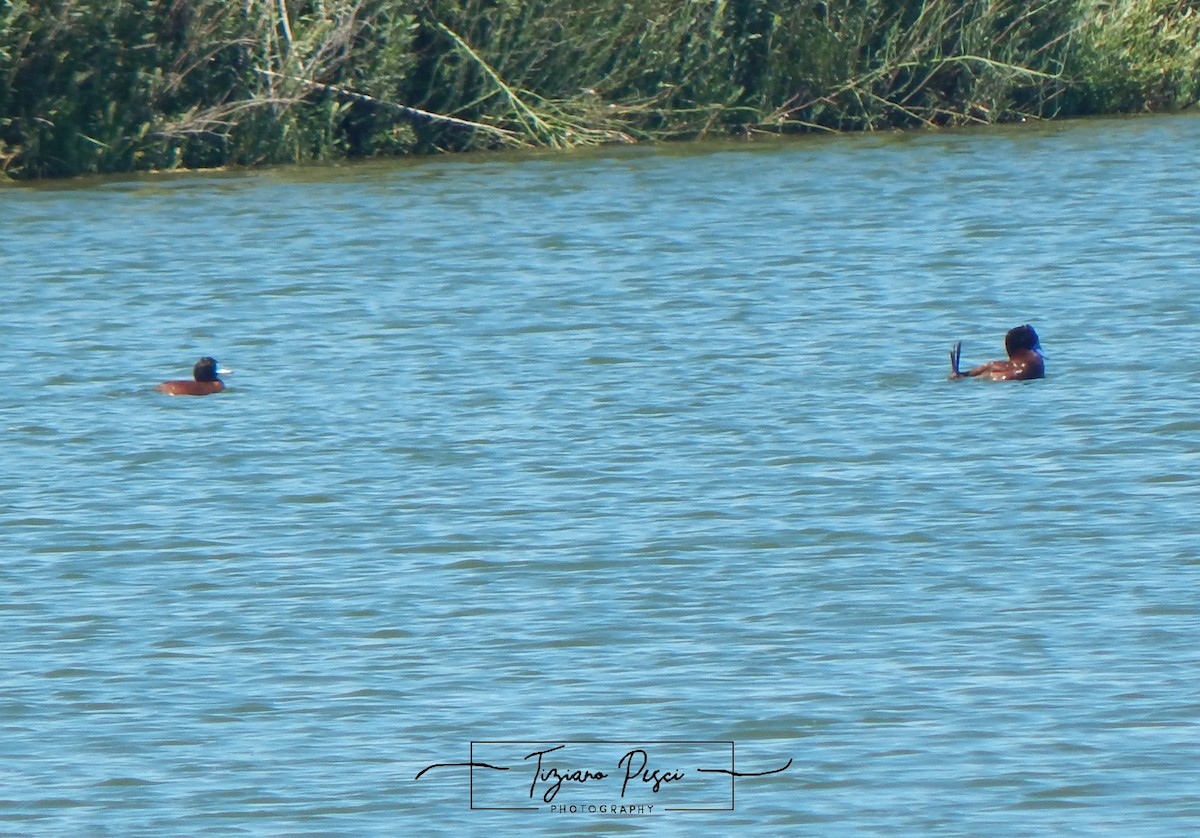 Andean Duck - ML646329676