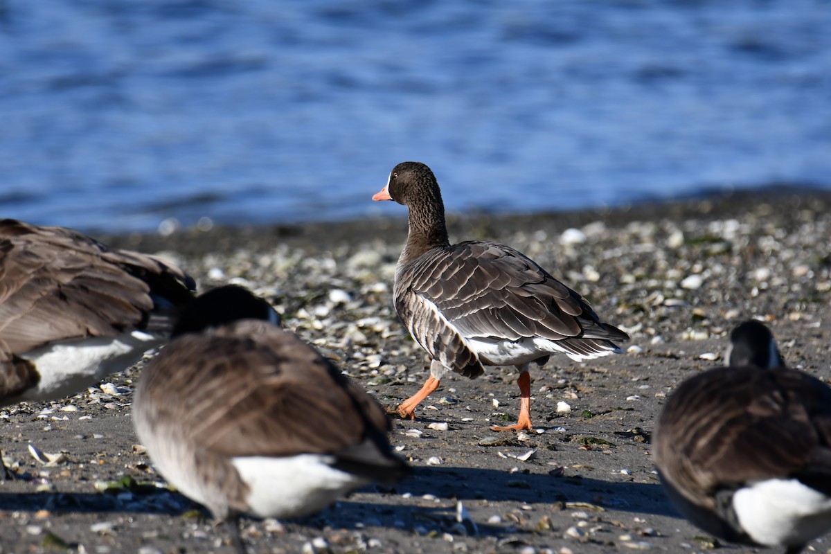 Greater White-fronted Goose (Western) - ML646329677