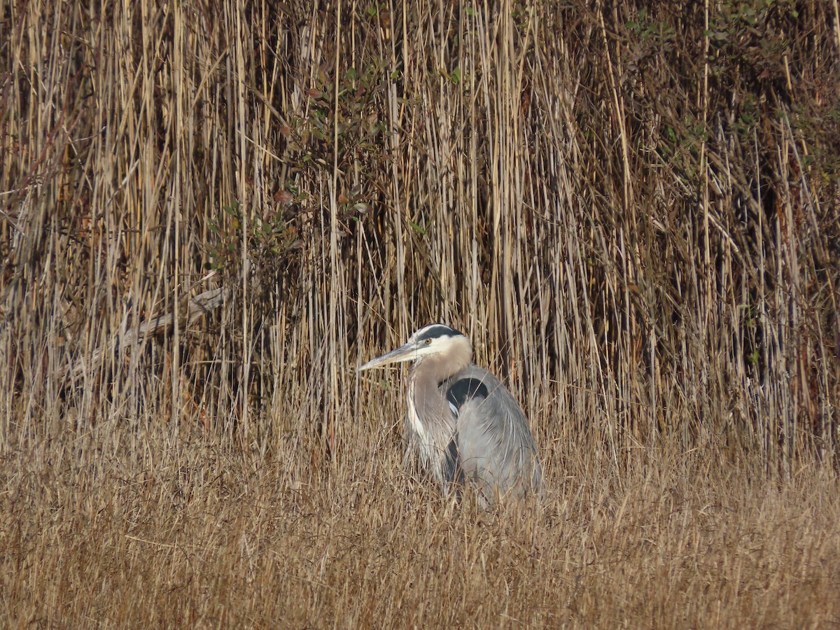 Amerika Gri Balıkçılı - ML646329679
