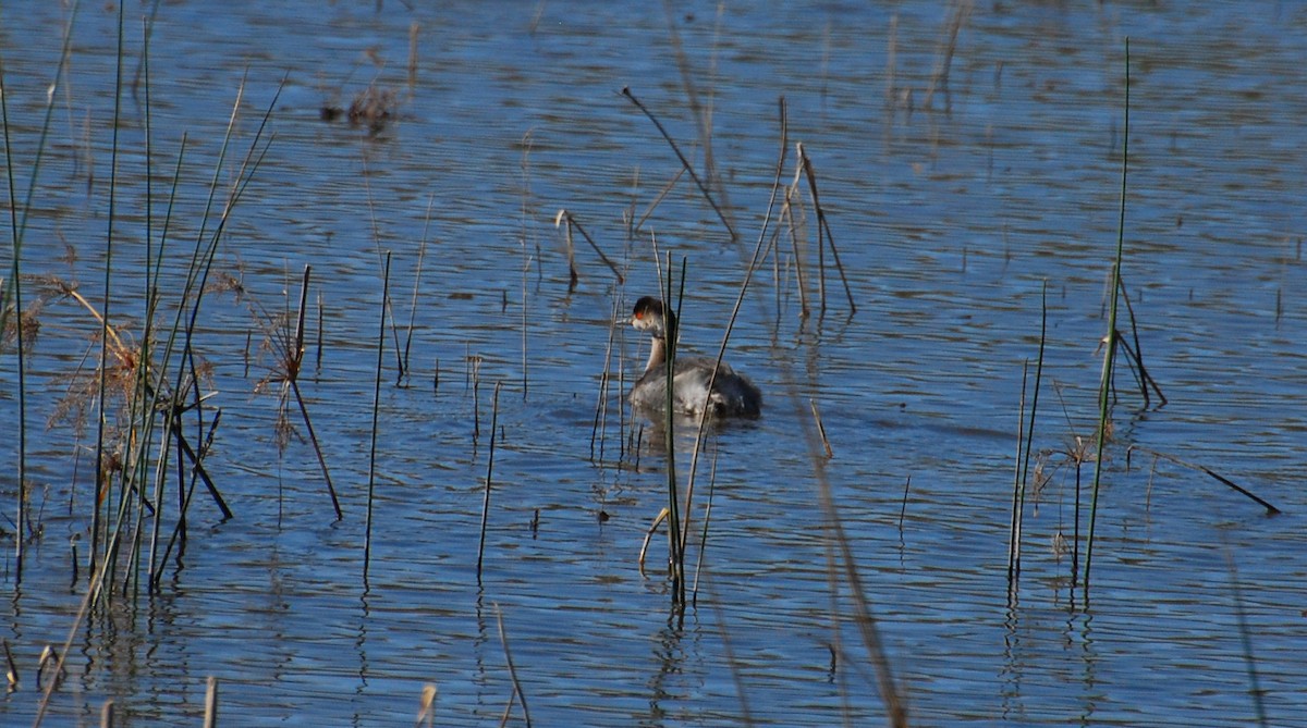 Grèbe à cou noir - ML646329680