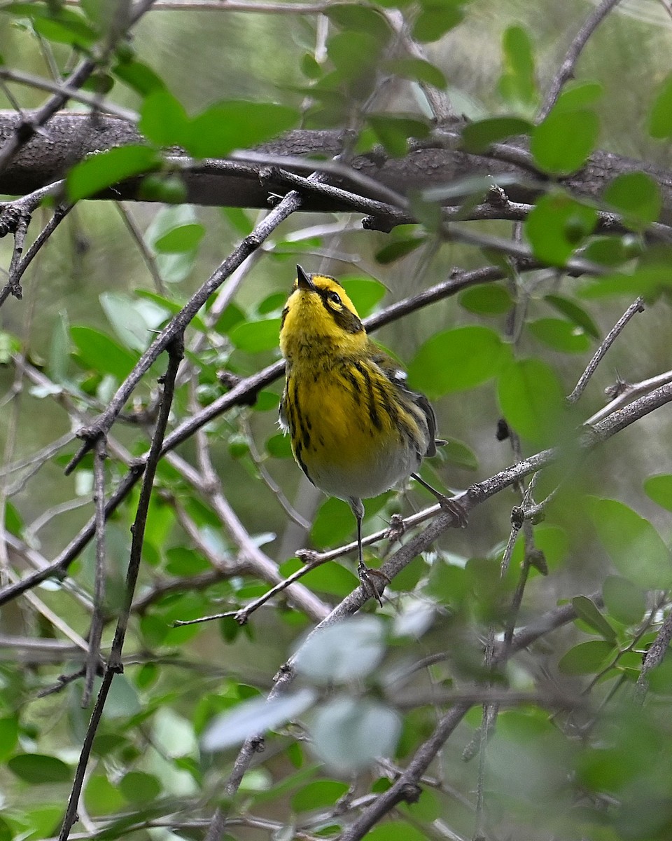 Townsend's Warbler - ML646329681