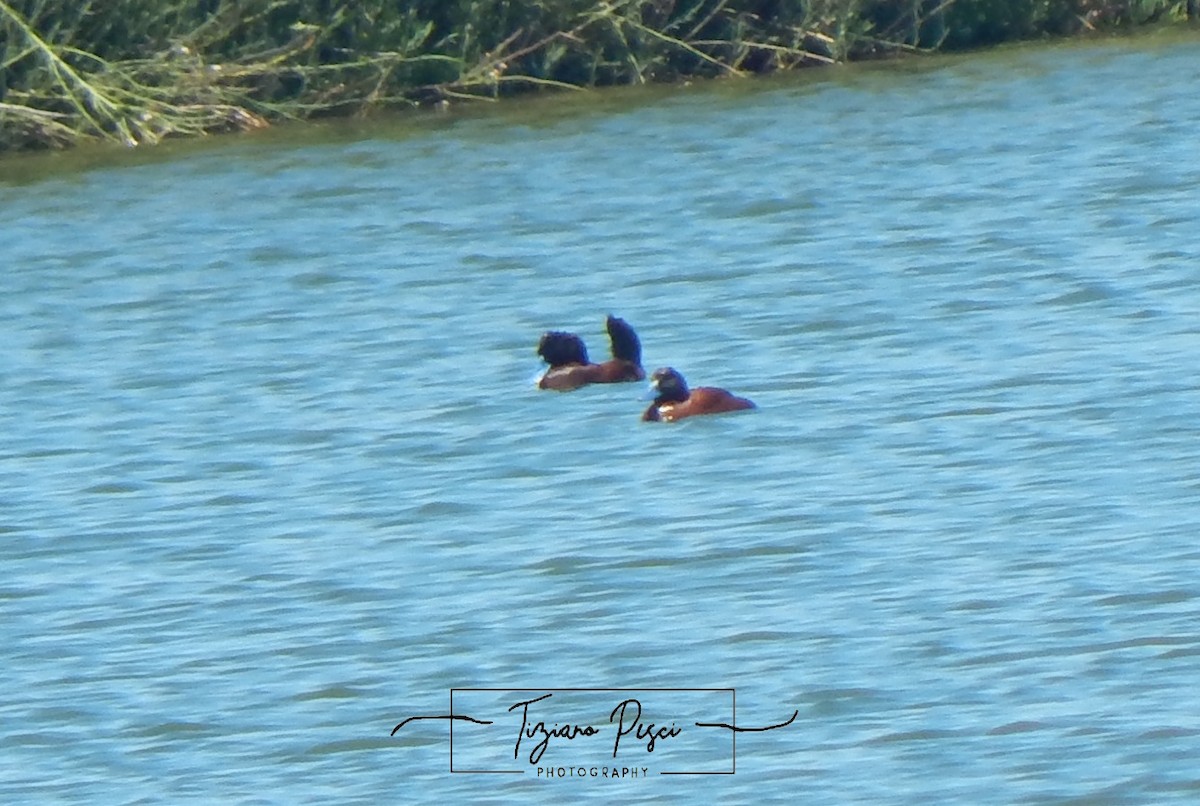 Andean Duck - ML646329682