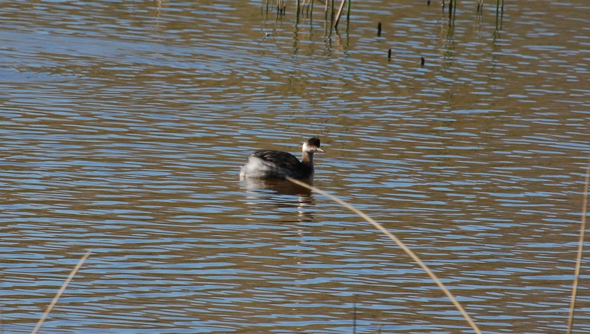 Grèbe à cou noir - ML646329683