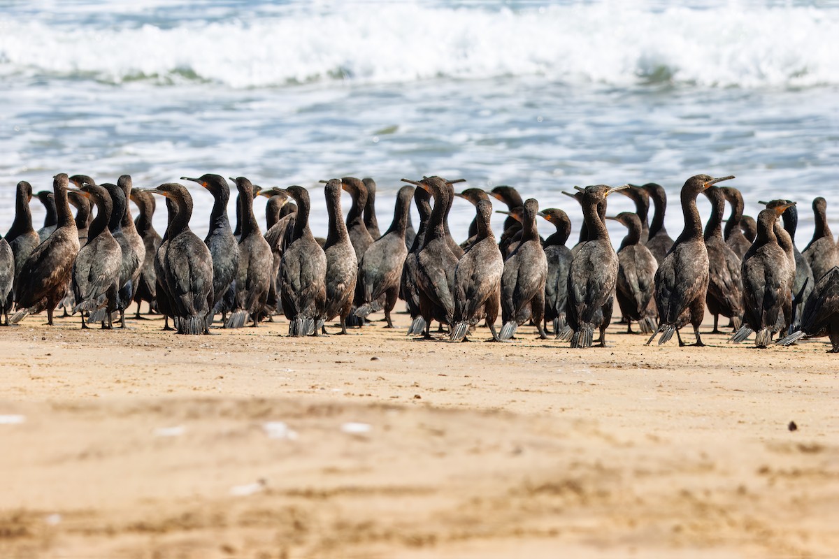 Cape Cormorant - ML646329684