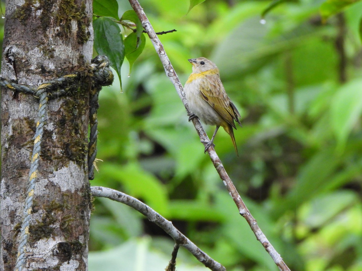 Saffron Finch - ML646329685