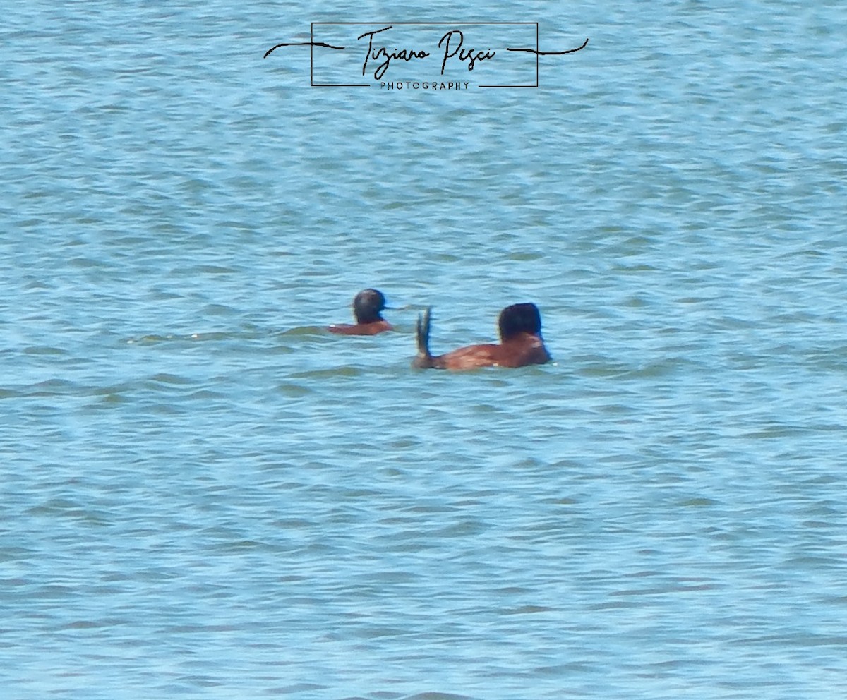 Andean Duck - ML646329687