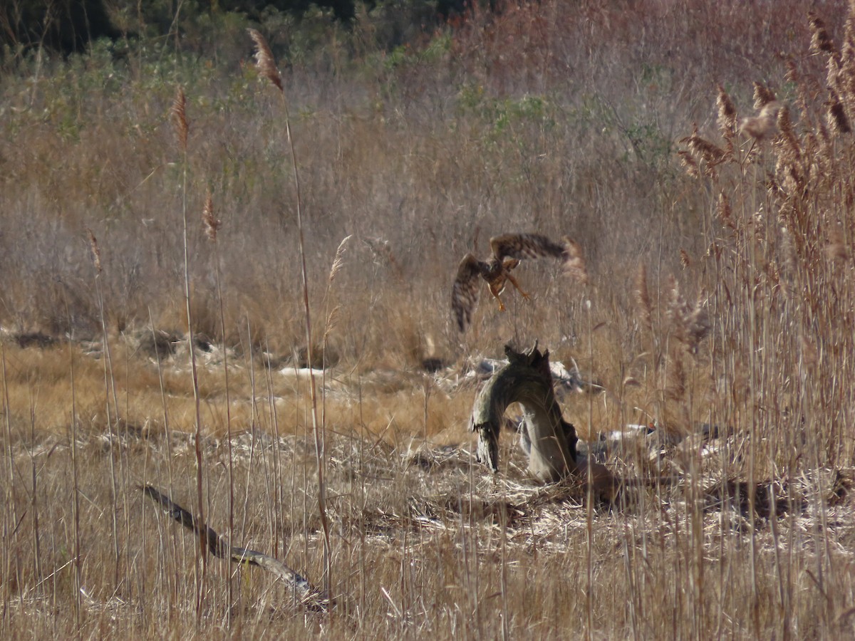 Amerika Delicesi - ML646329688