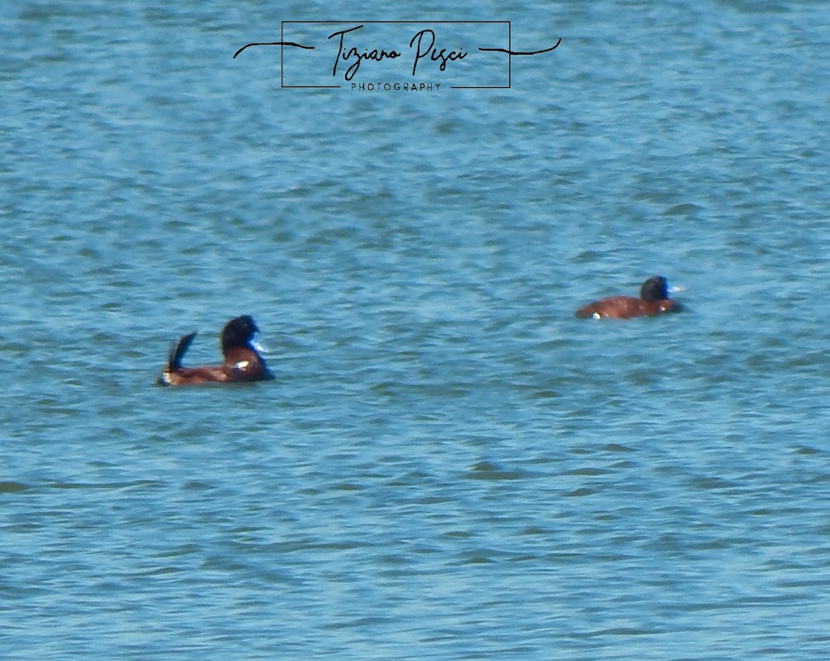 Andean Duck - ML646329690