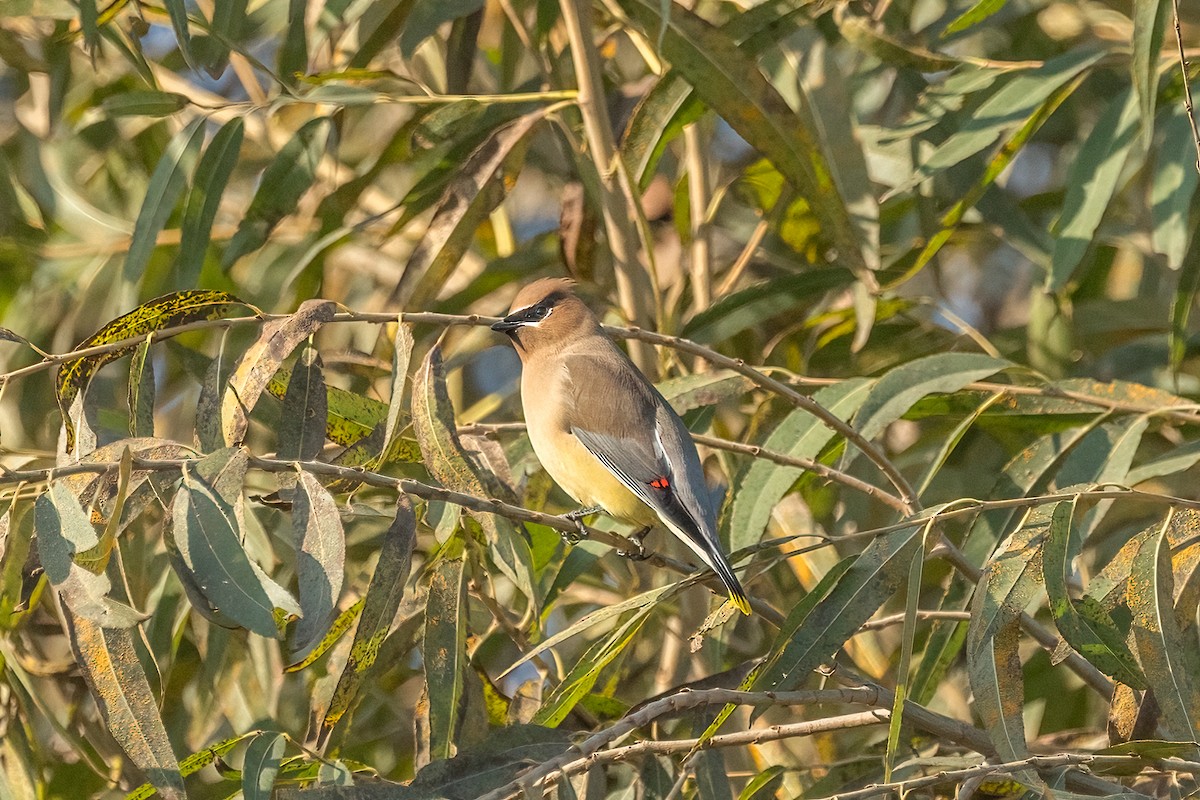 brkoslav americký - ML646329691