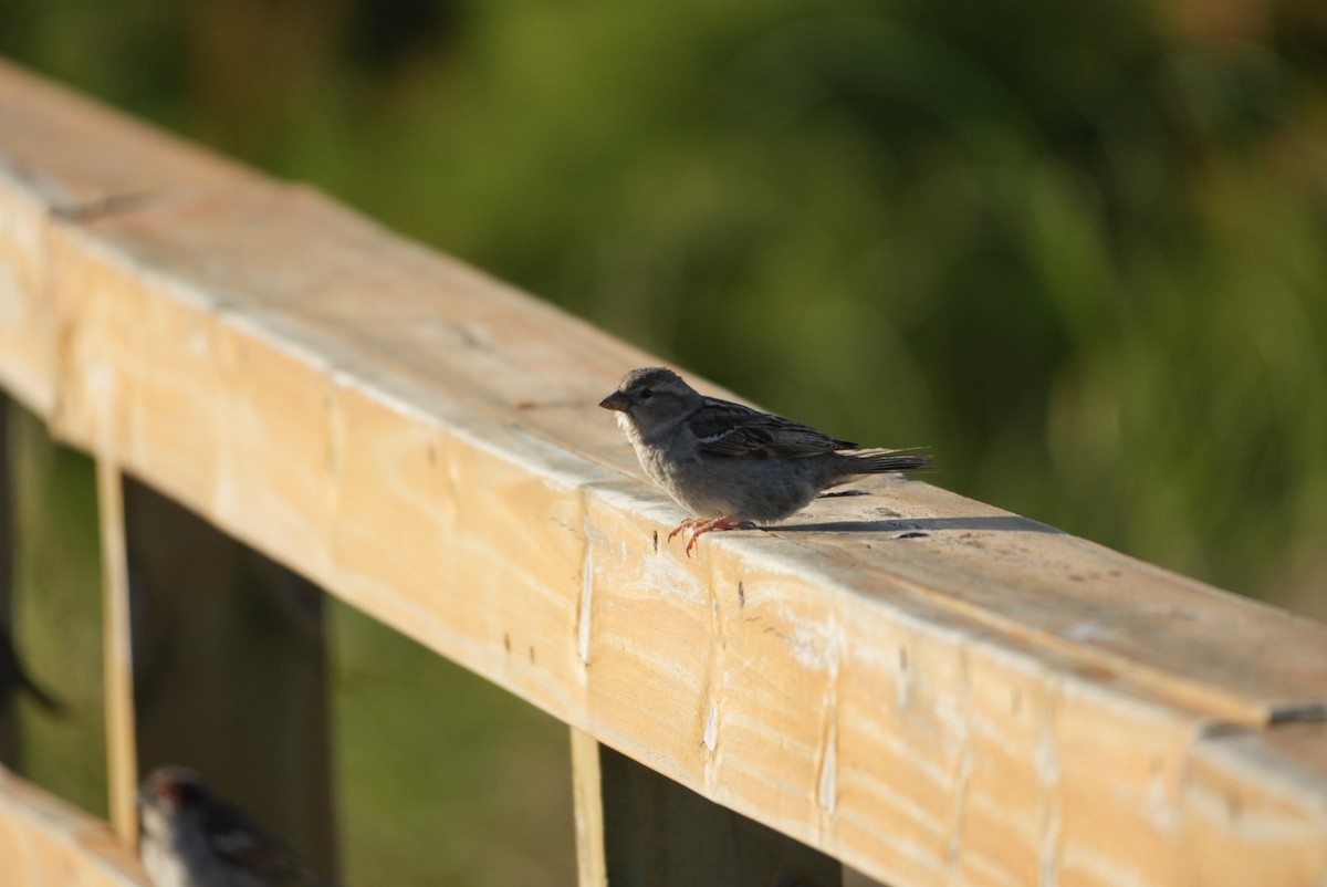 House Sparrow - ML646329692