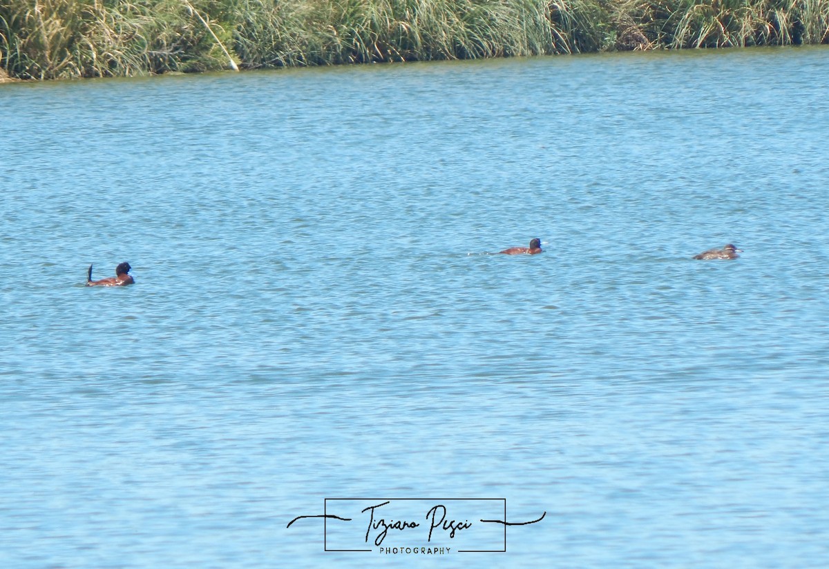 Andean Duck - ML646329694