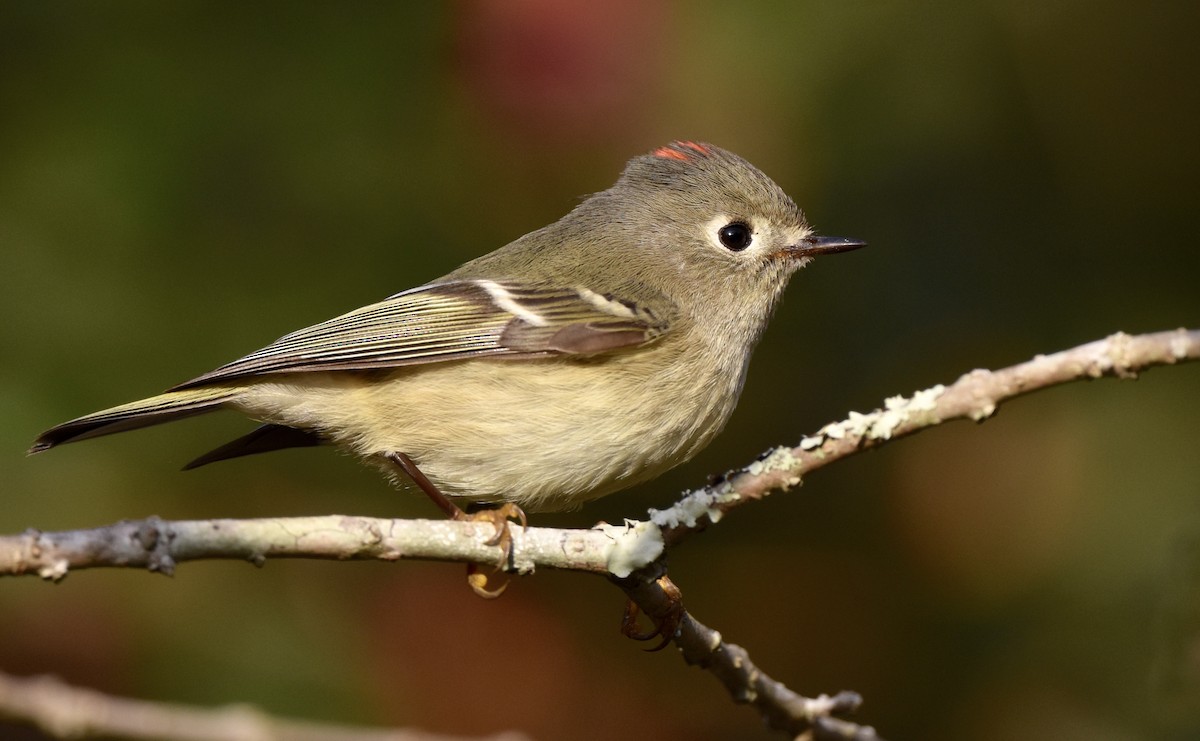 Ruby-crowned Kinglet - ML646329695