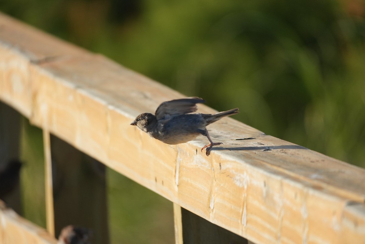 House Sparrow - ML646329696