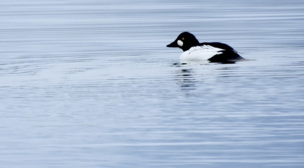 Common Goldeneye - ML646329697