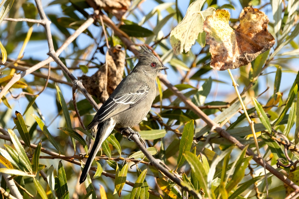 Phainopepla - ML646329698