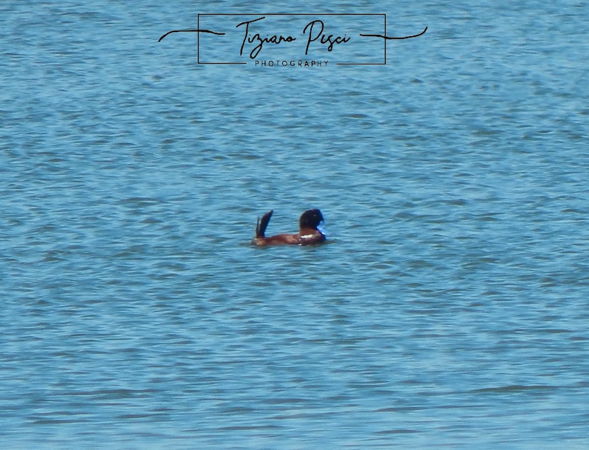 Andean Duck - ML646329699