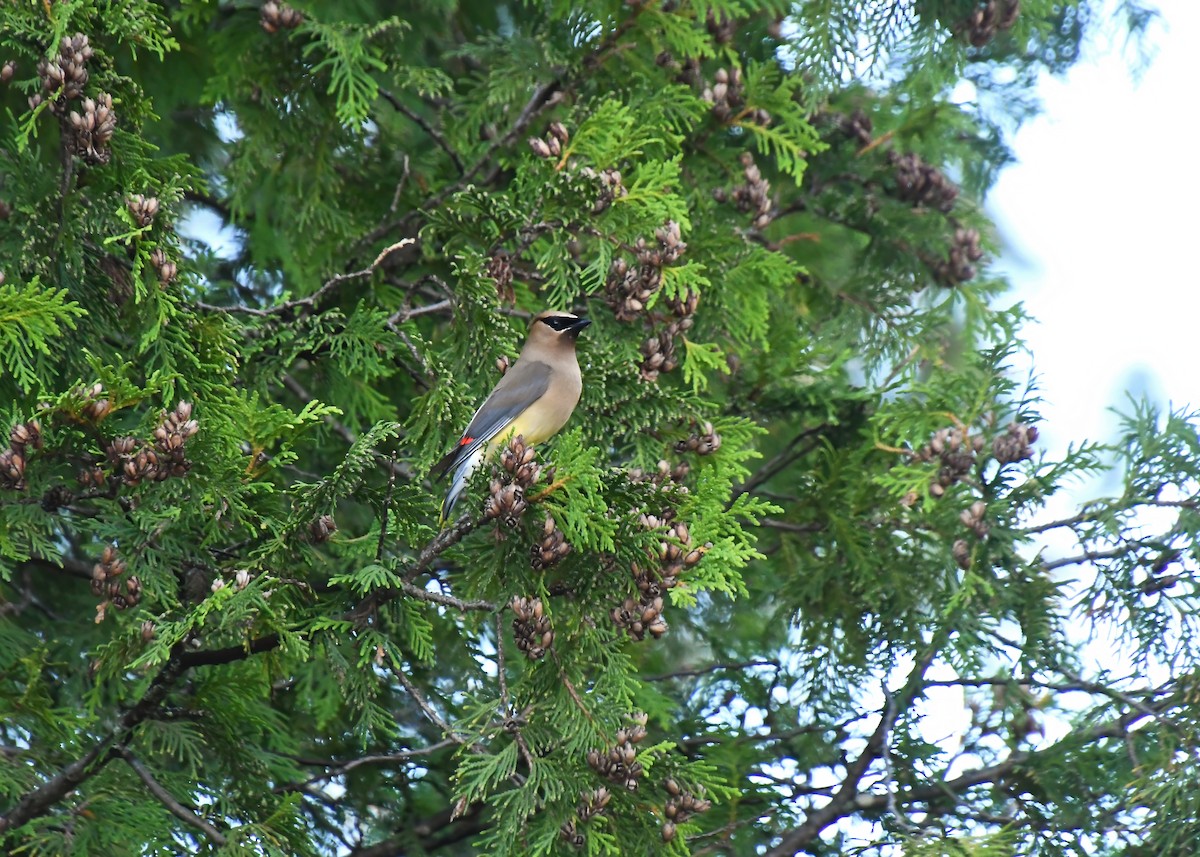 brkoslav americký - ML646329701