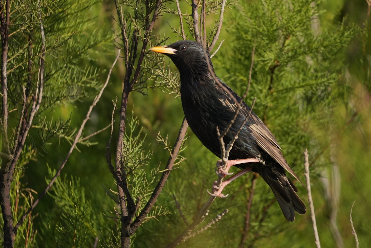European Starling - ML646329702