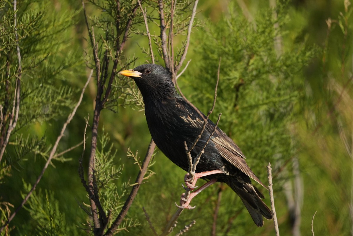 European Starling - ML646329703