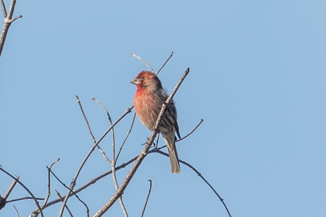 House Finch - ML646329704