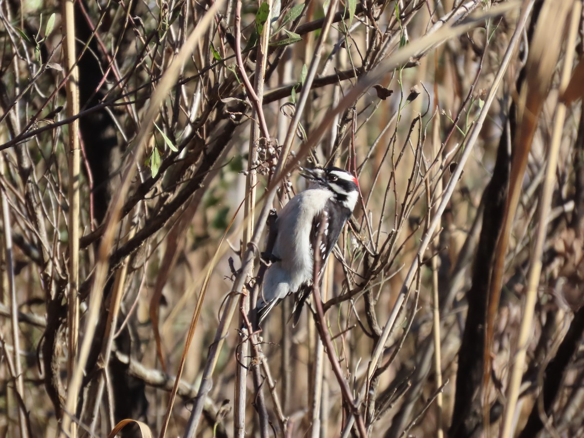 Yumuşak Tüylü Ağaçkakan - ML646329708