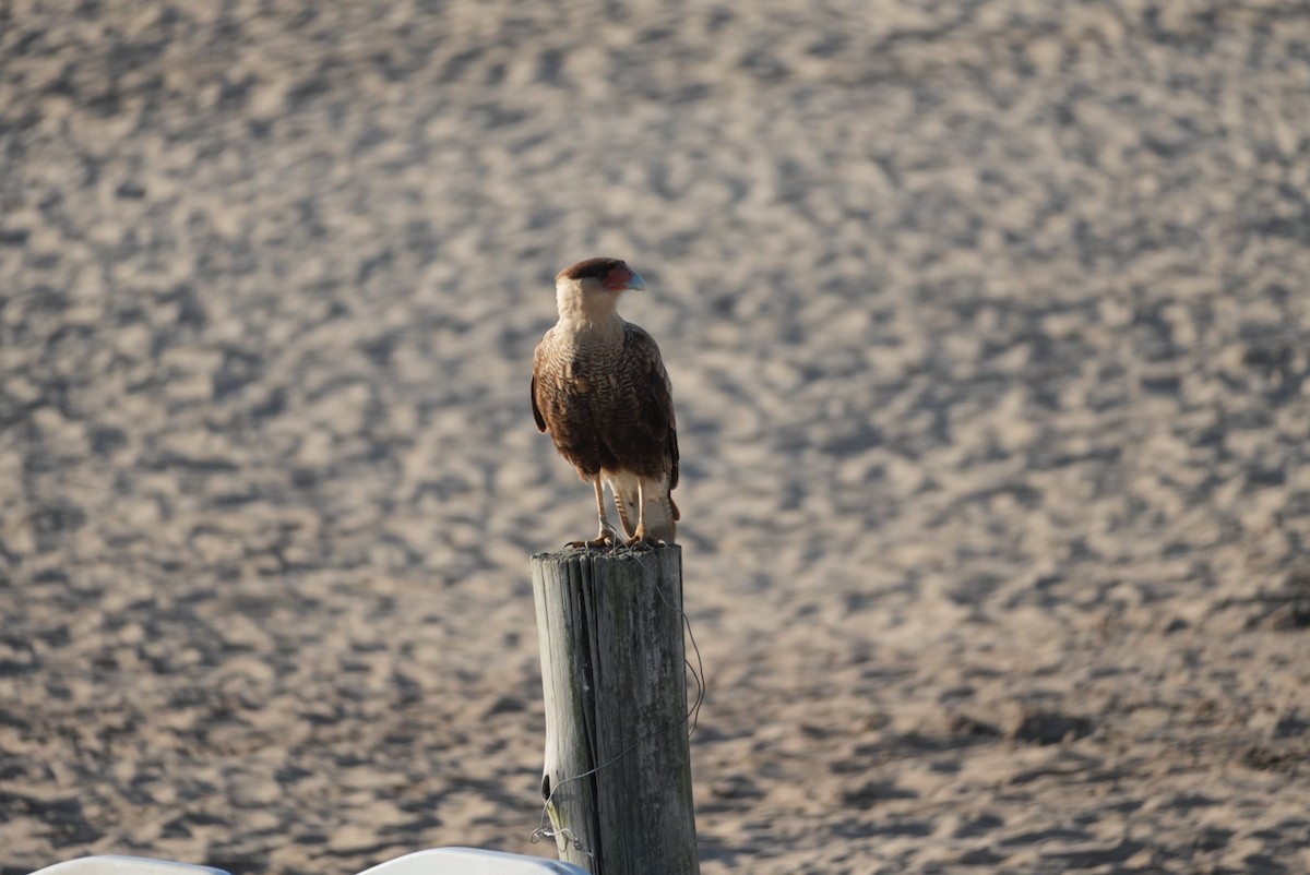Crested Caracara - ML646329710