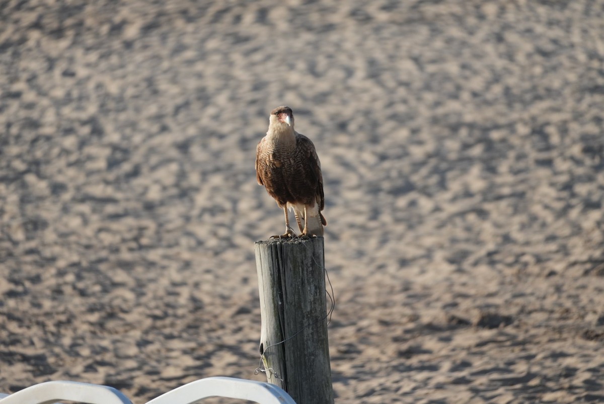 Crested Caracara - ML646329711