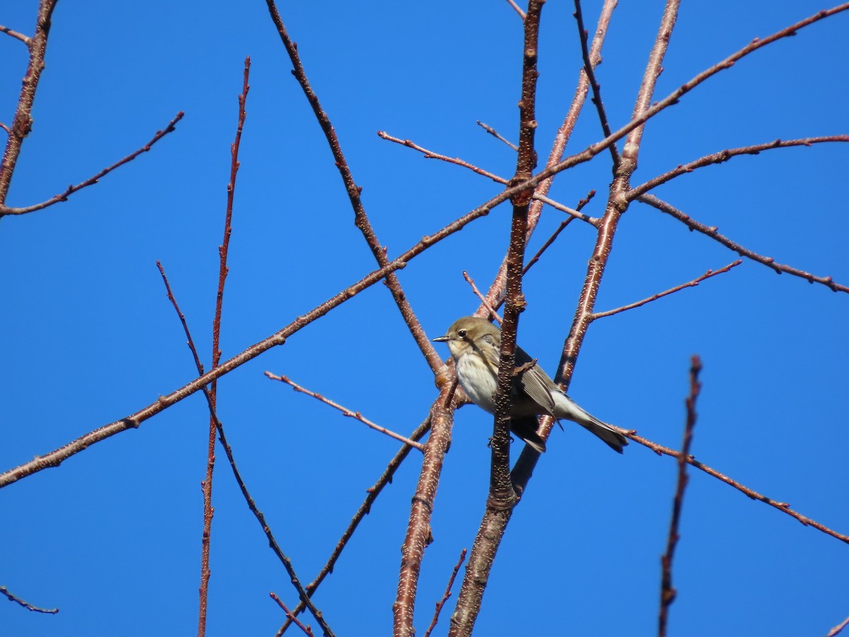 Taçlı Ötleğen - ML646329715