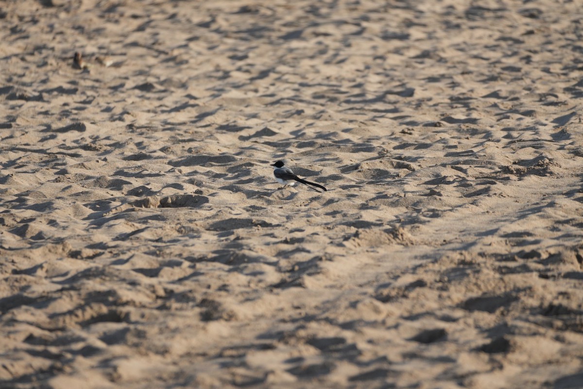 Fork-tailed Flycatcher - ML646329716