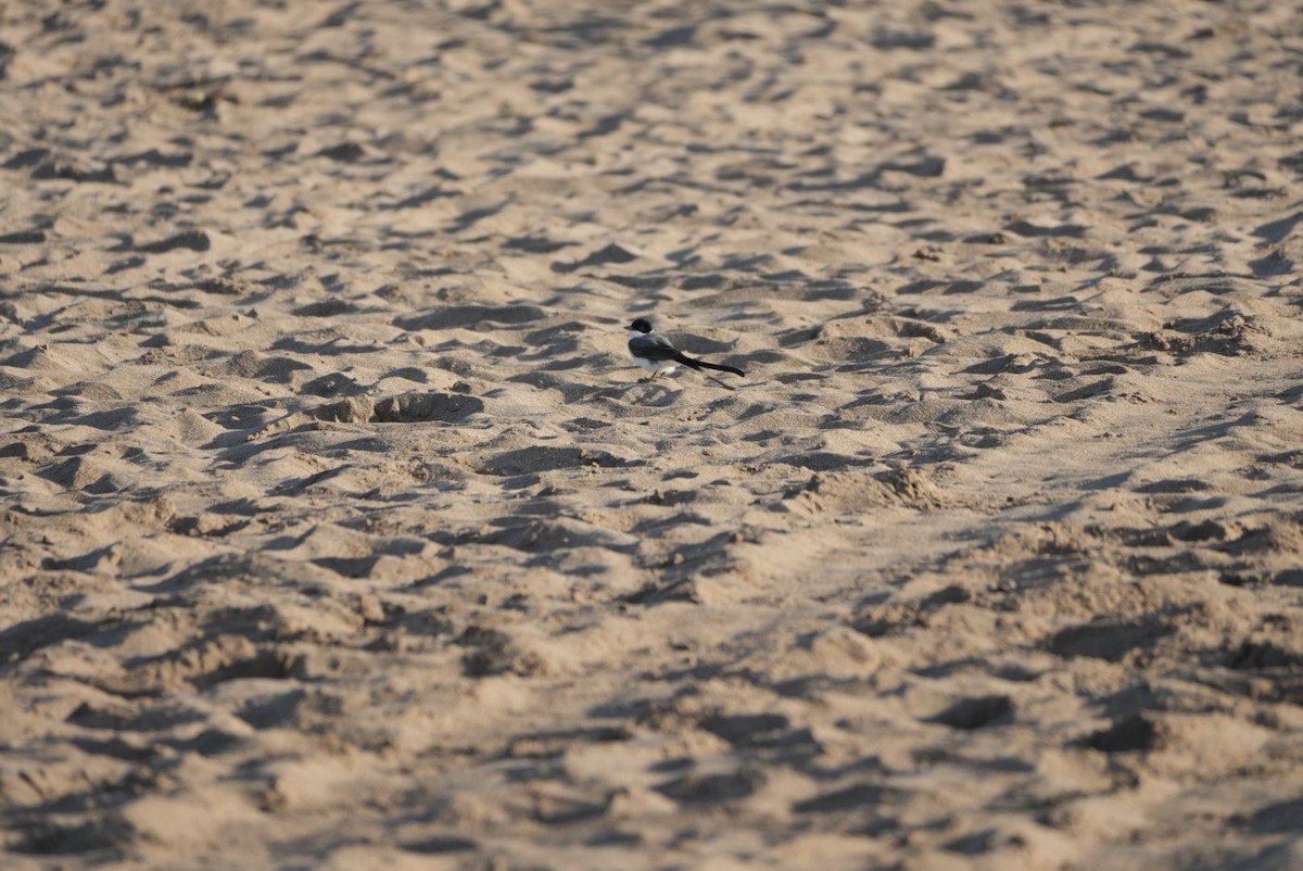 Fork-tailed Flycatcher - ML646329719