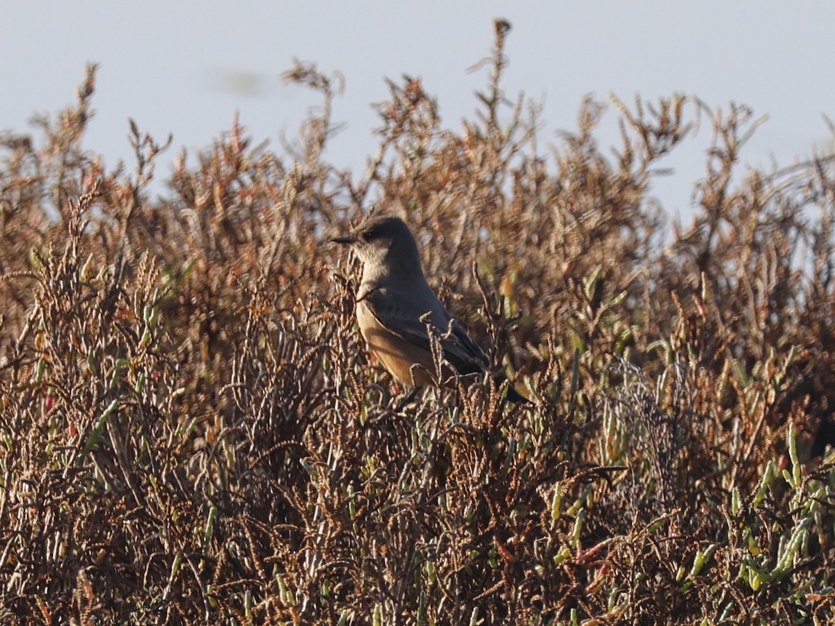 Say's Phoebe - ML646329720