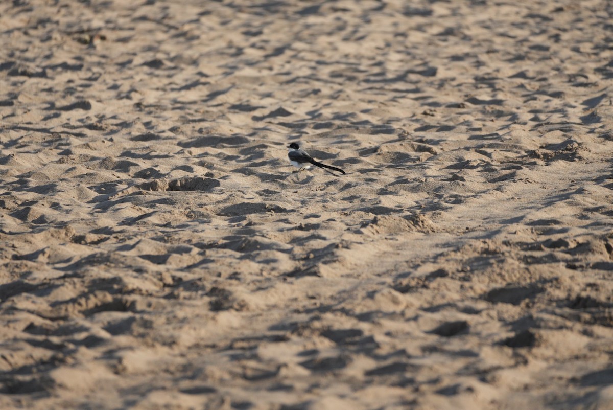 Fork-tailed Flycatcher - ML646329721