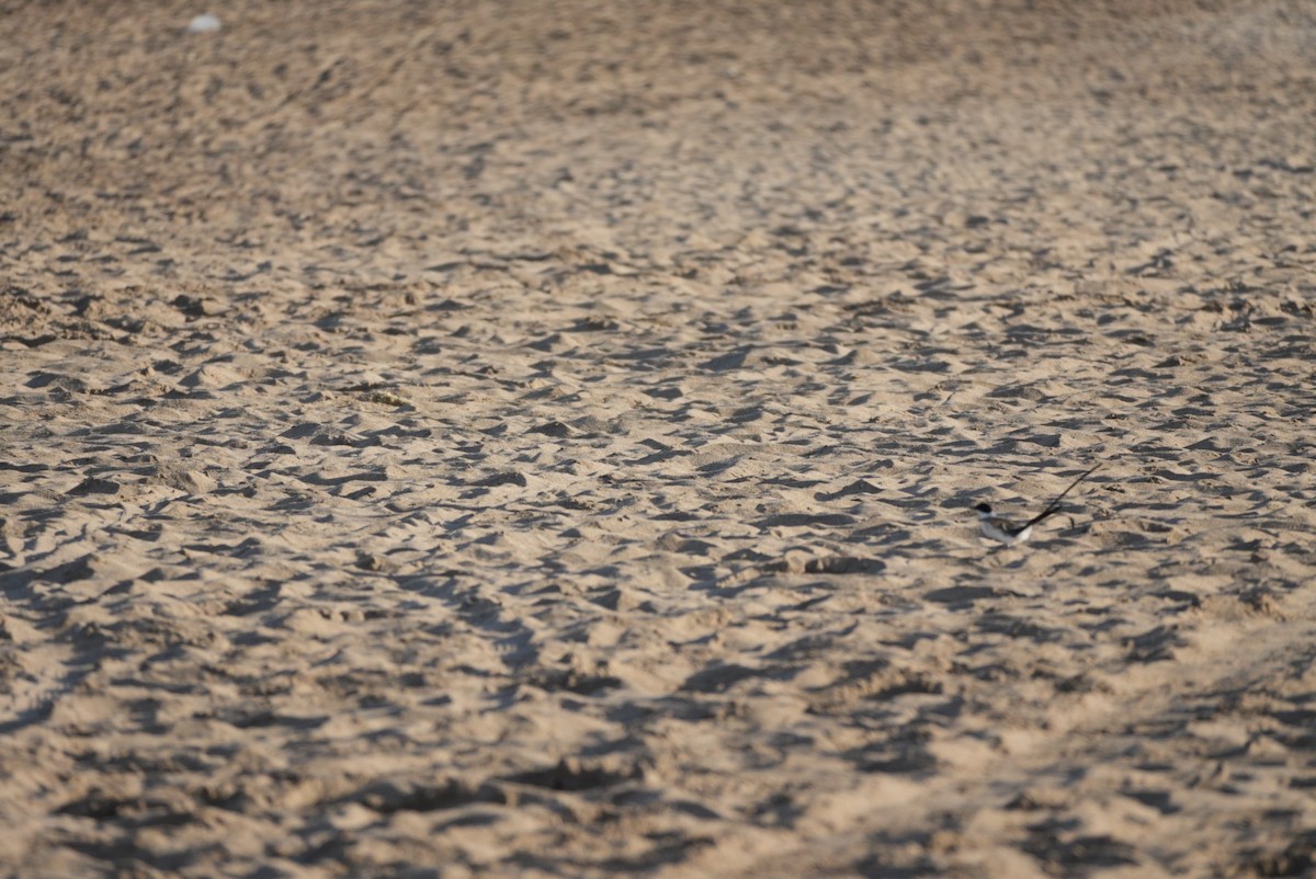 Fork-tailed Flycatcher - ML646329722