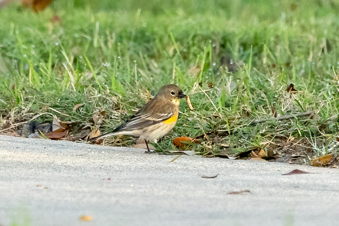Yellow-rumped Warbler - ML646329724